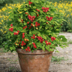 Malina červená, remontantná, beztŕňová (Rubus idaeus) ´AUTUMN BELLE´® - výška 10-20 cm, kont. C2L